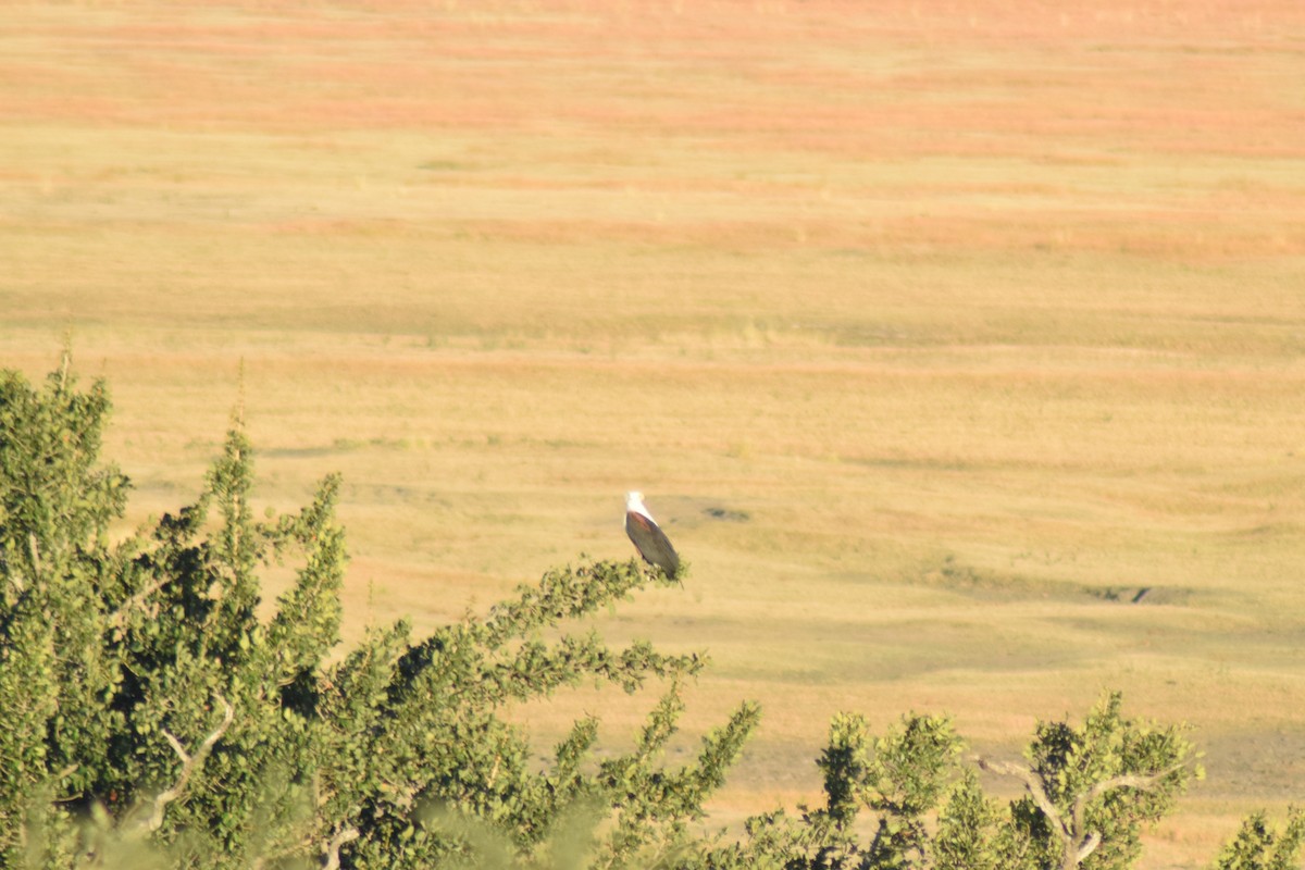 African Fish-Eagle - ML642014032