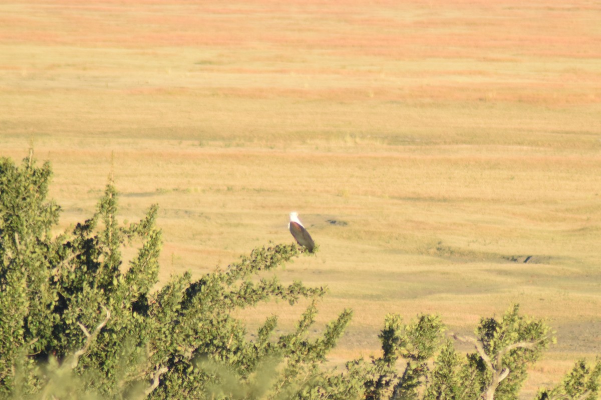 African Fish-Eagle - ML642014033