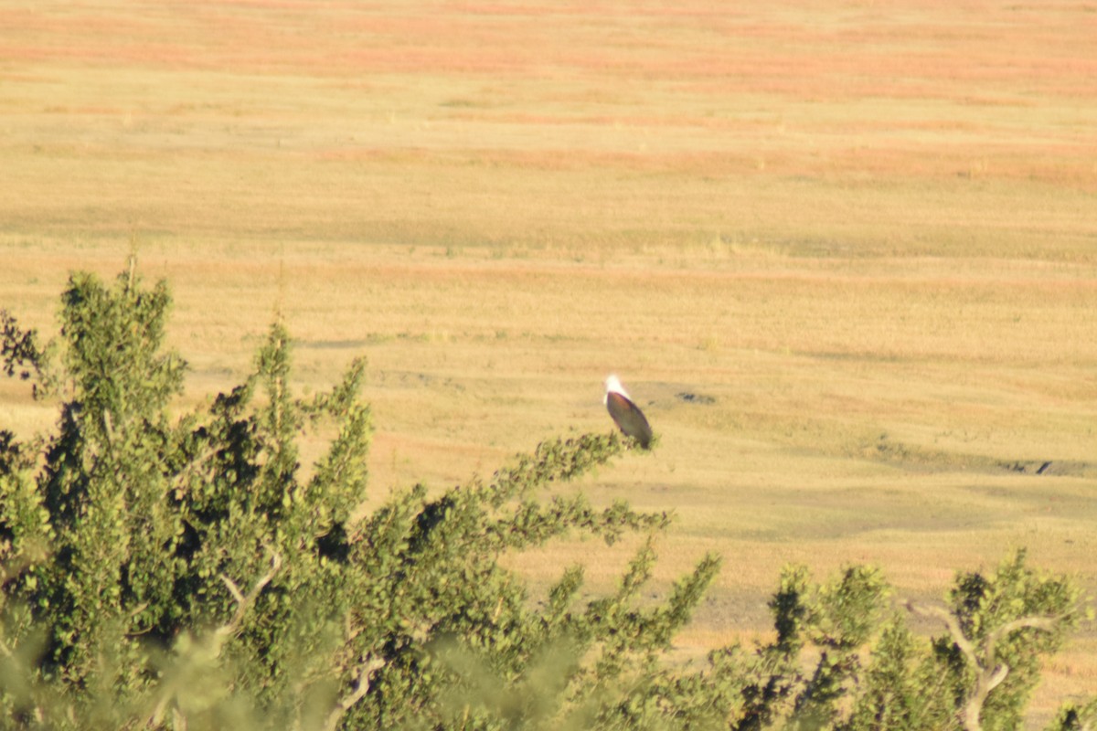African Fish-Eagle - ML642014034