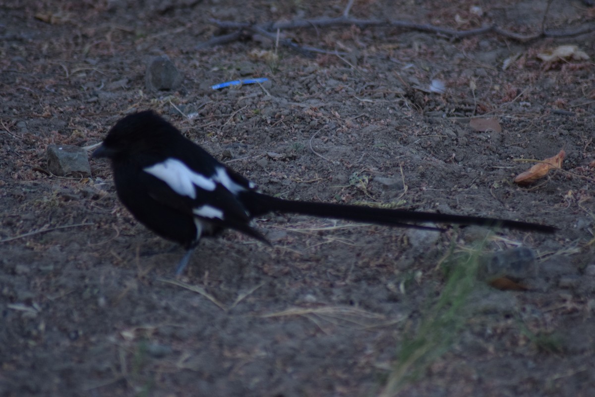 Magpie Shrike - ML642014039