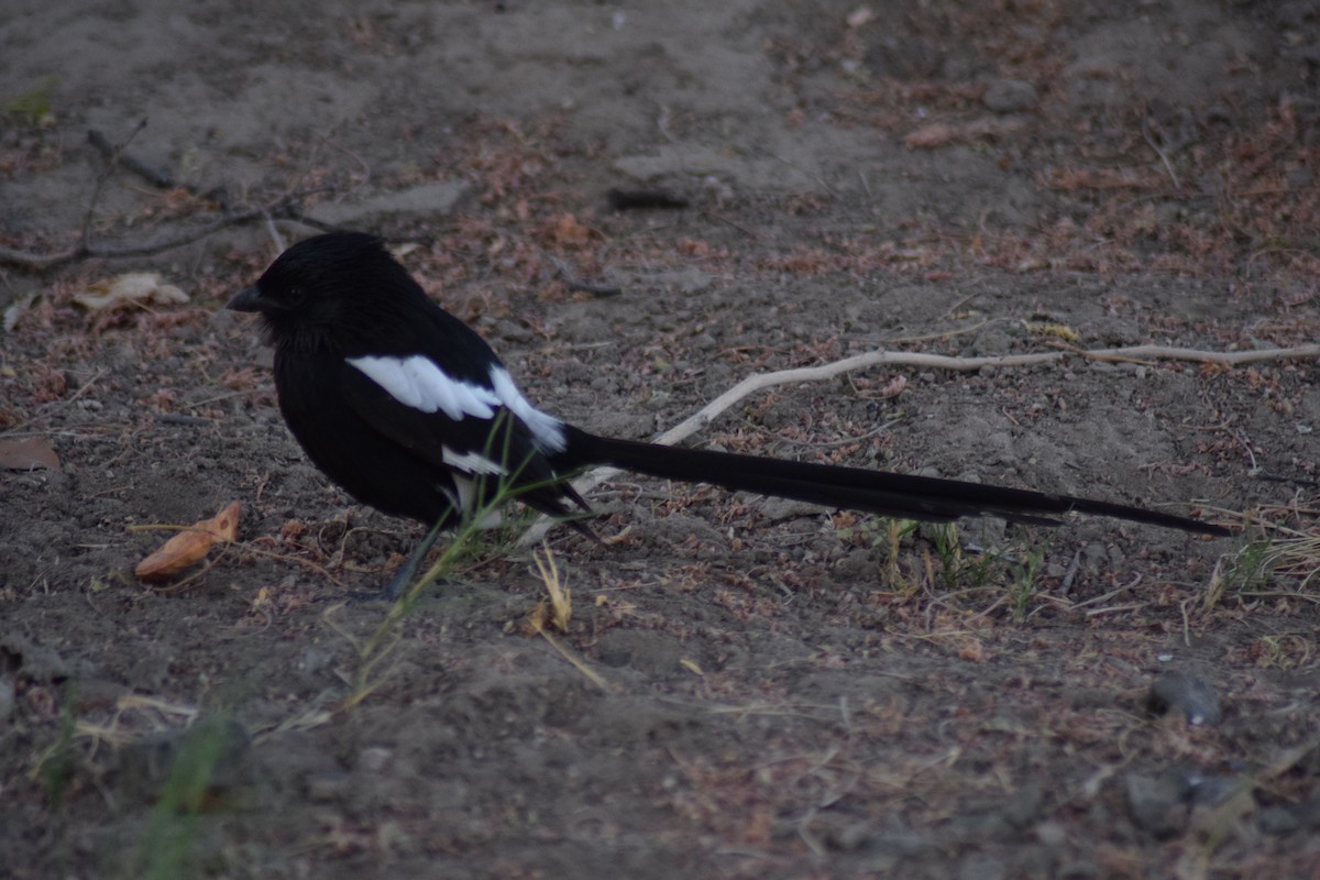 Magpie Shrike - ML642014040