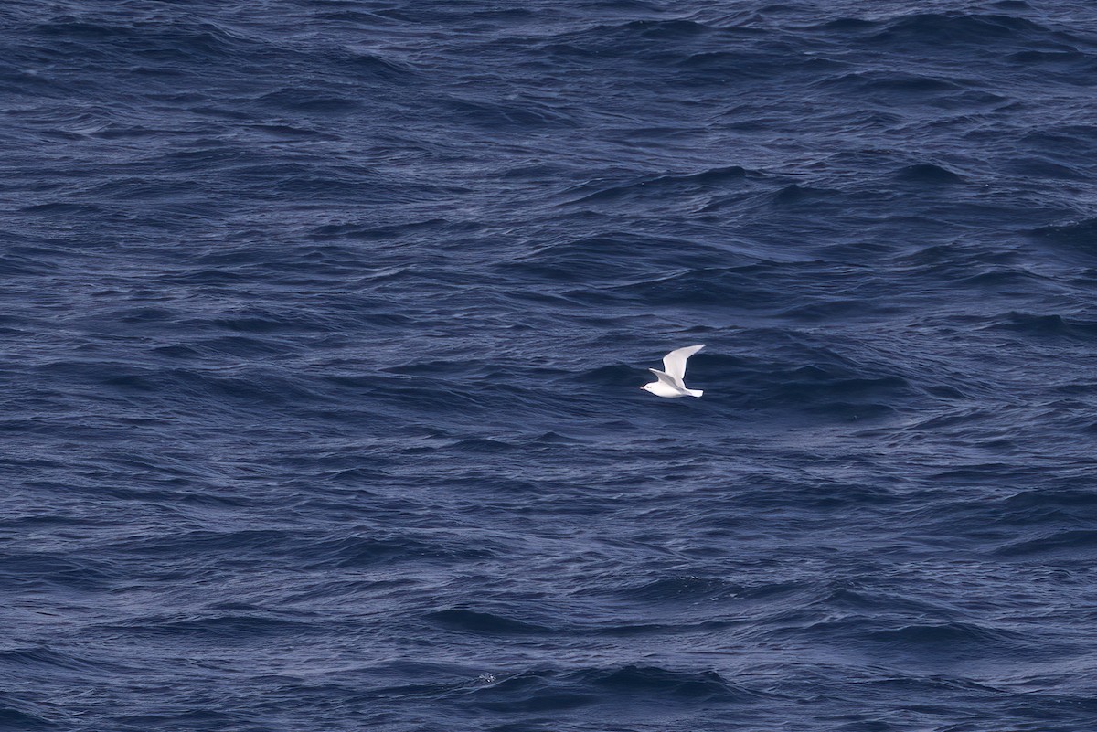 Mediterranean Gull - ML642014047