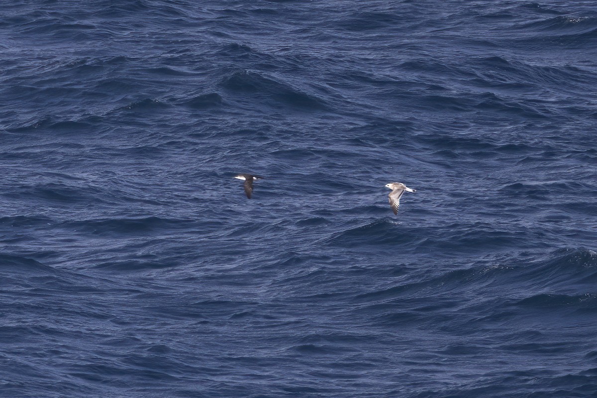 Mediterranean Gull - ML642014048