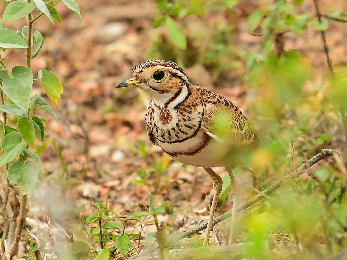 Three-banded Courser - ML642014060