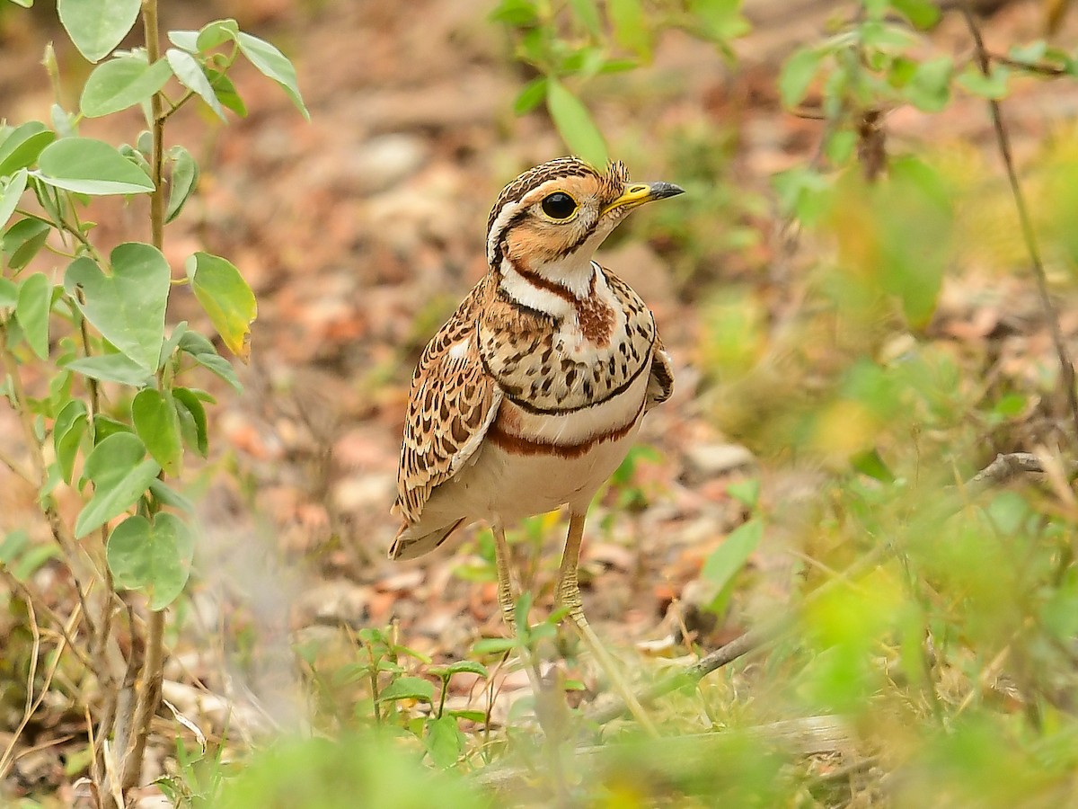 Three-banded Courser - ML642014061