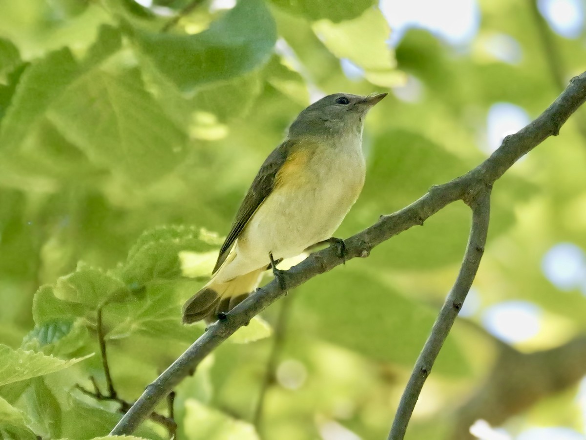 American Redstart - ML642014067