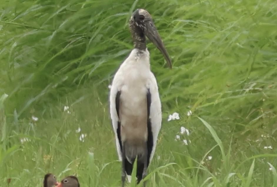 Wood Stork - ML642014068