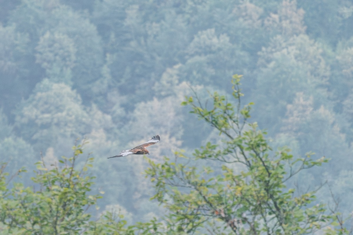 sivhauk - ML642014069