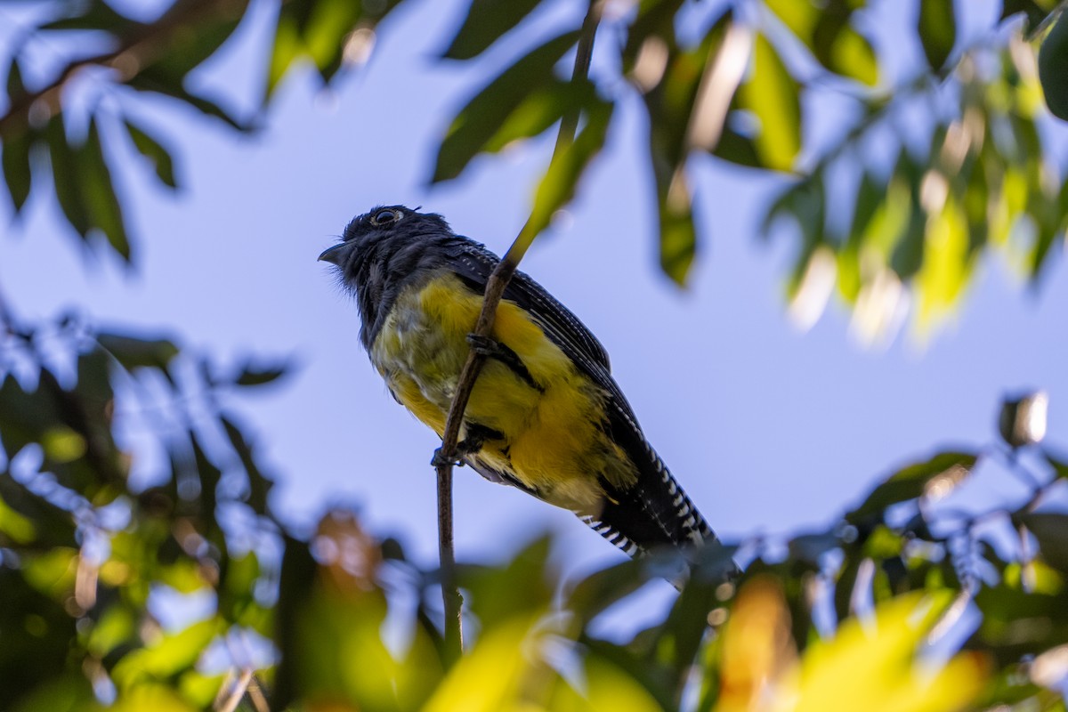Trogon pattu - ML642014075