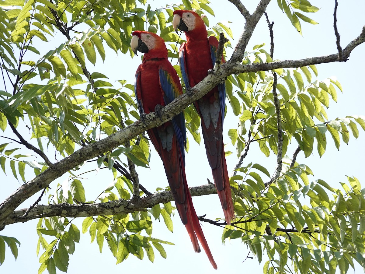 Scarlet Macaw - ML642014095