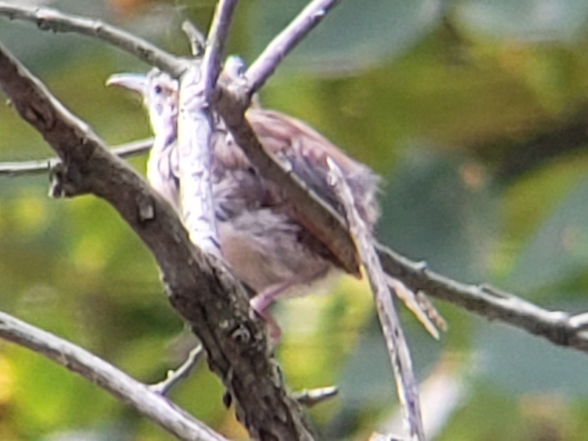 Carolina Wren - ML642014099