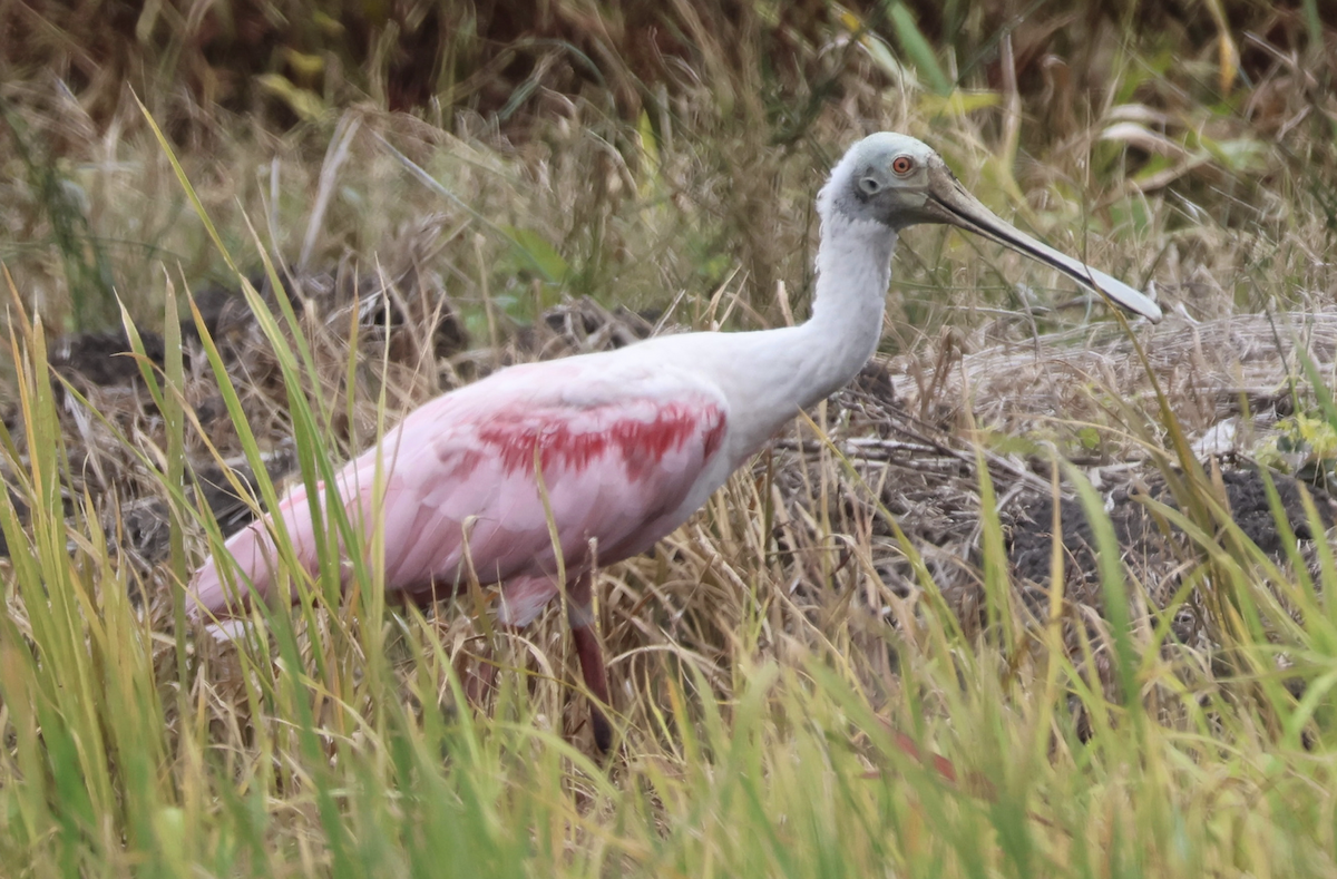 Roseate Spoonbill - ML642014130