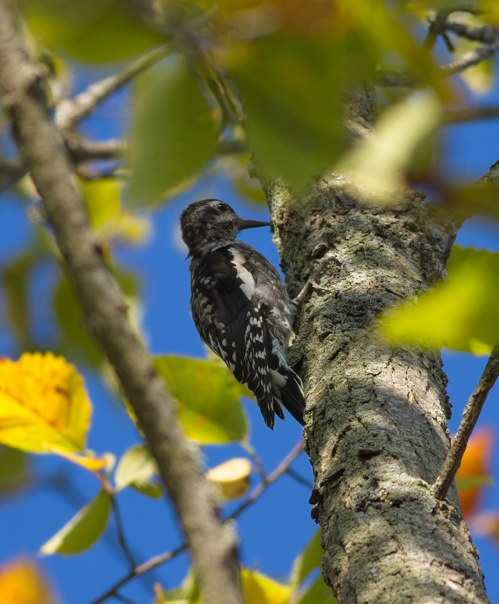 Yellow-bellied Sapsucker - ML642014140