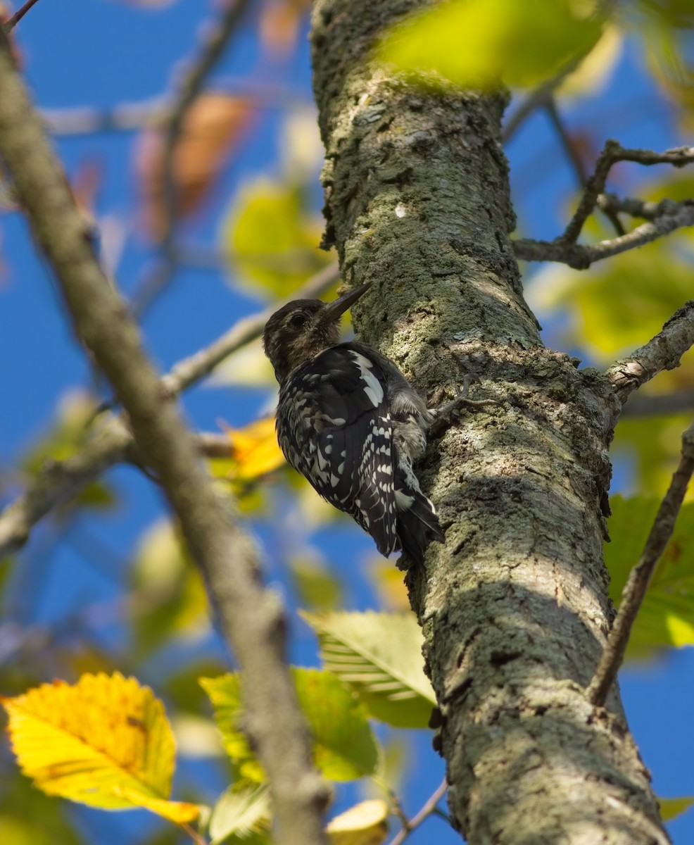Yellow-bellied Sapsucker - ML642014141