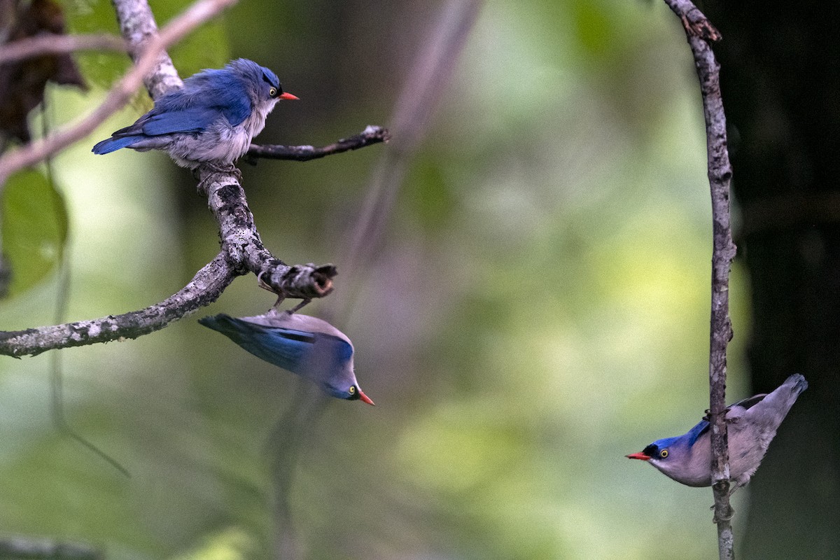Velvet-fronted Nuthatch - ML642014143