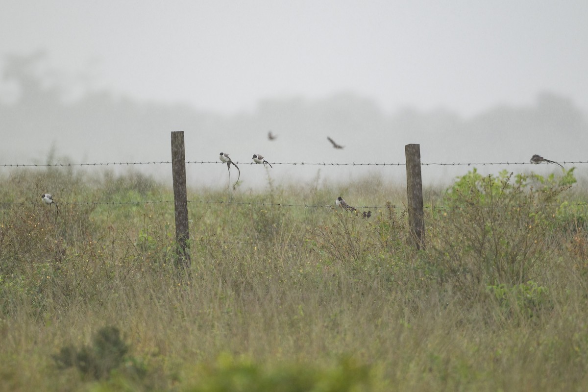 Fork-tailed Flycatcher - ML642014146