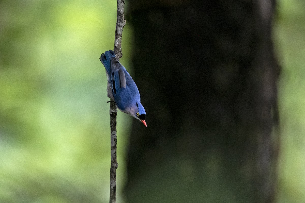 Velvet-fronted Nuthatch - ML642014150