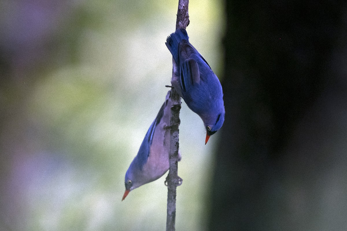 Velvet-fronted Nuthatch - ML642014164