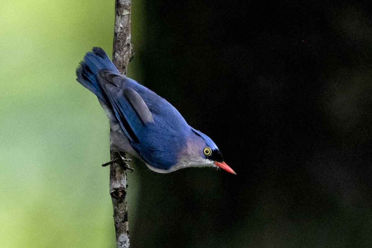 Velvet-fronted Nuthatch - ML642014168