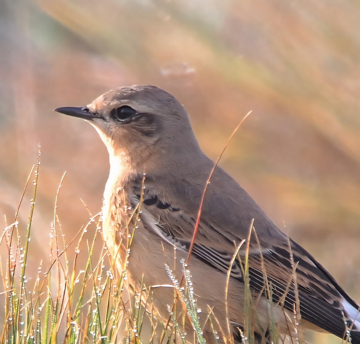Northern Wheatear - ML642014169