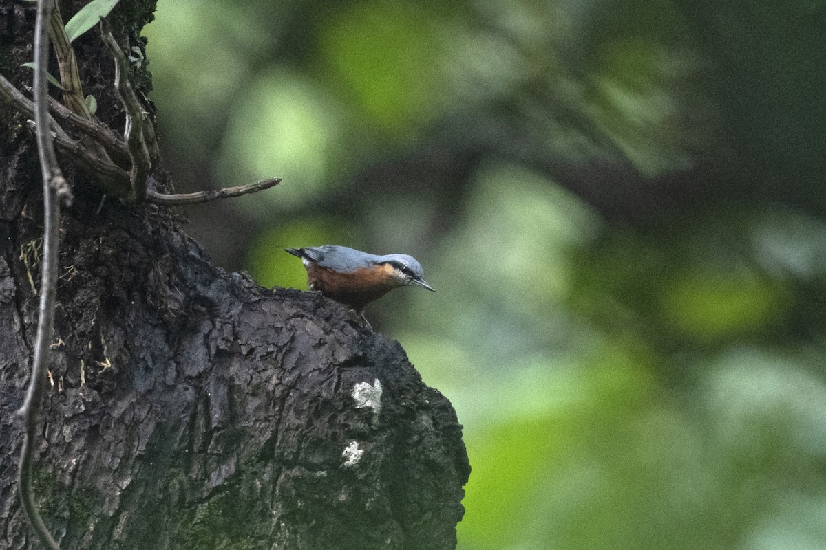 Burmese Nuthatch - ML642014173