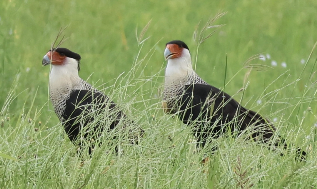 Crested Caracara - ML642014193