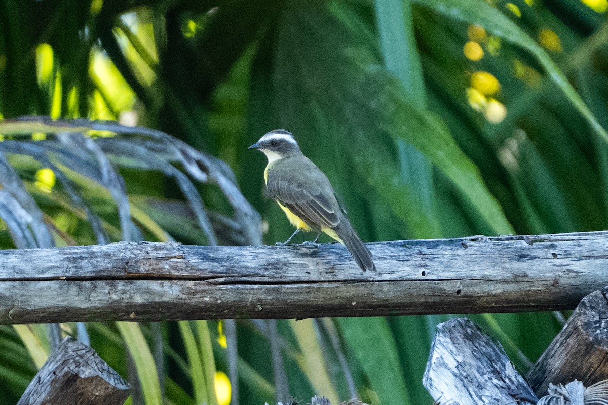 Social Flycatcher - ML642014194