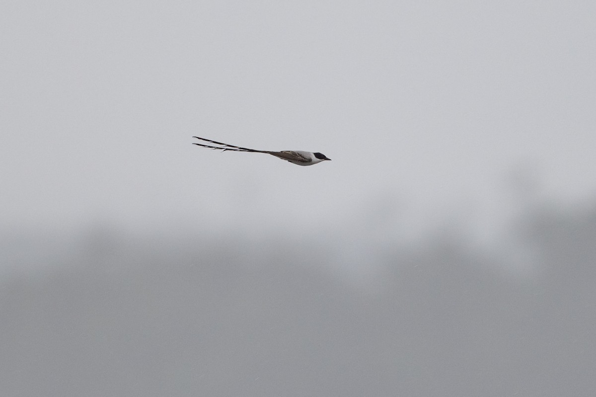 Fork-tailed Flycatcher - ML642014198