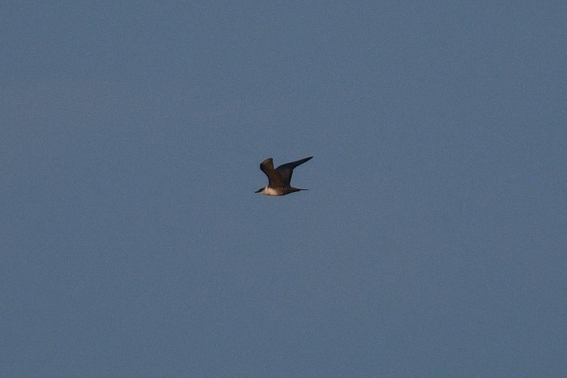 Long-tailed Jaeger - ML642014200