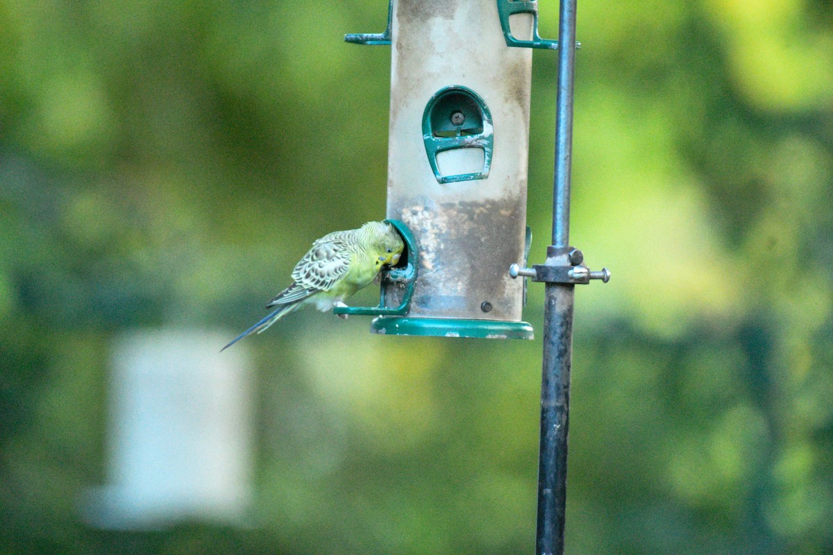 Budgerigar - ML642014225