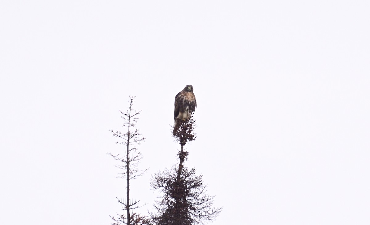 Red-tailed Hawk - ML642014227