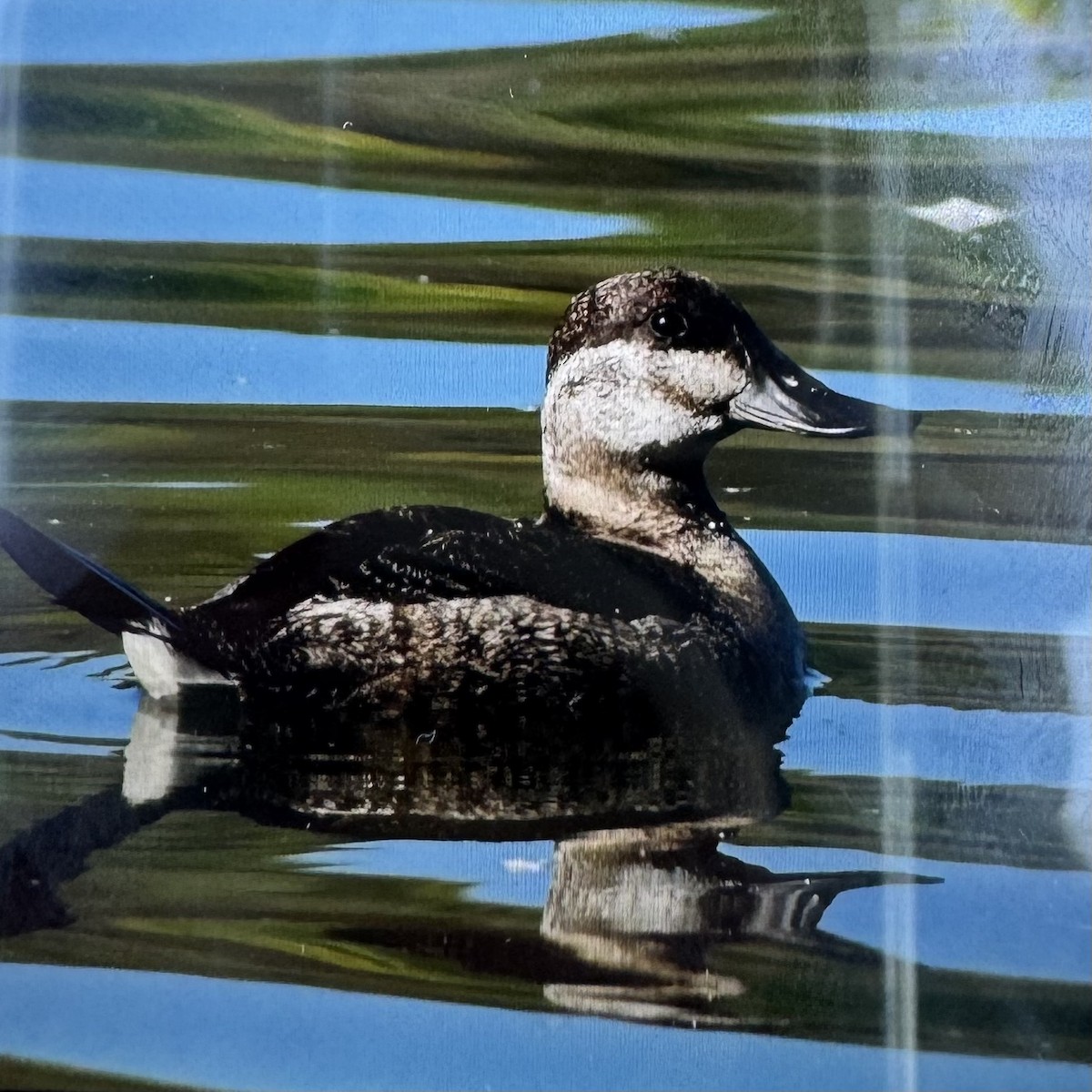 Ruddy Duck - ML642014233