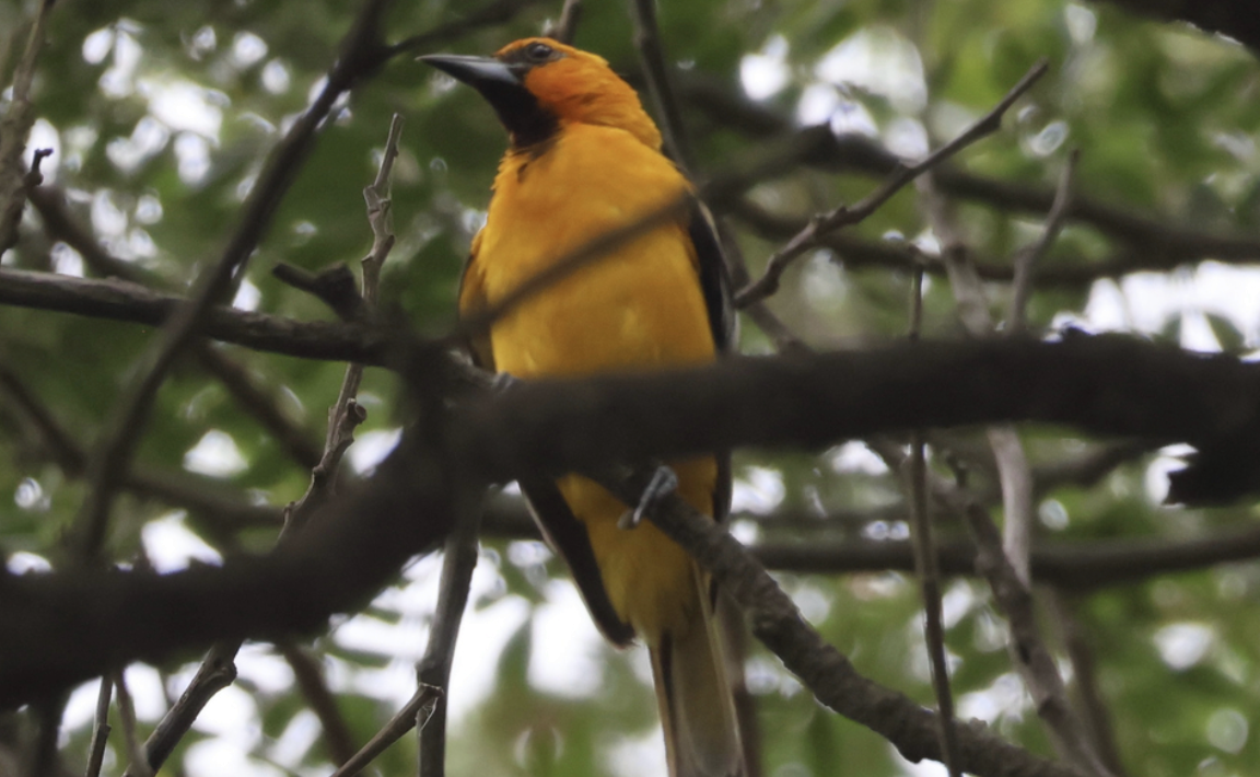 Streak-backed Oriole - ML642014237