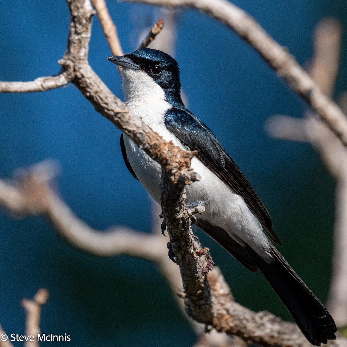 Paperbark Flycatcher - ML642014257