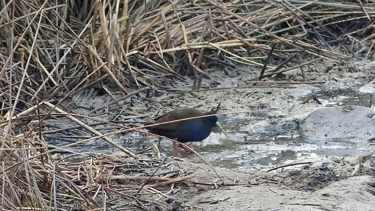 Plumbeous Rail - ML642014272