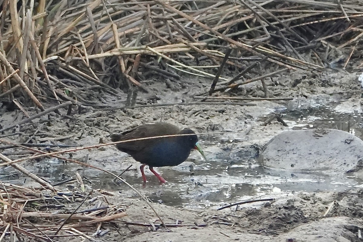 Plumbeous Rail - ML642014288