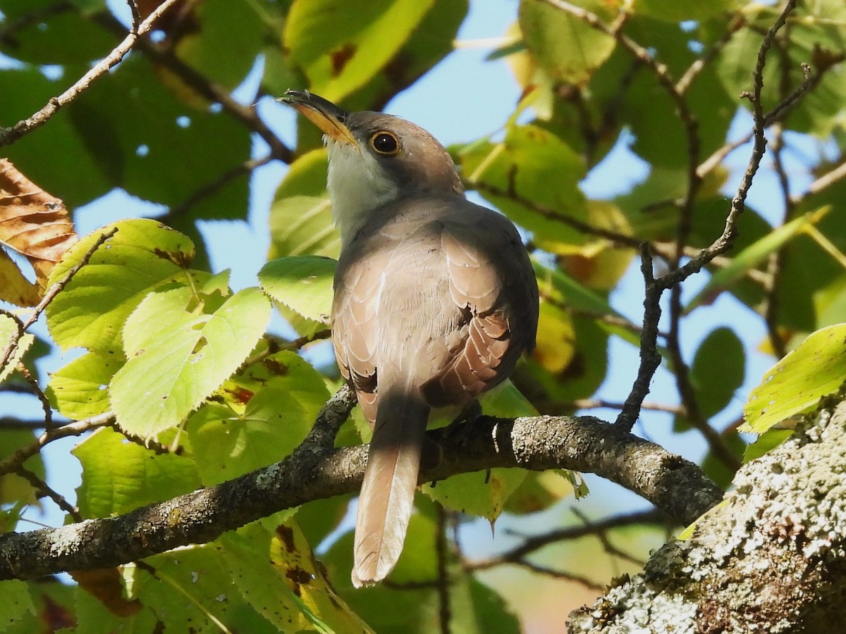 Yellow-billed Cuckoo - ML642014296