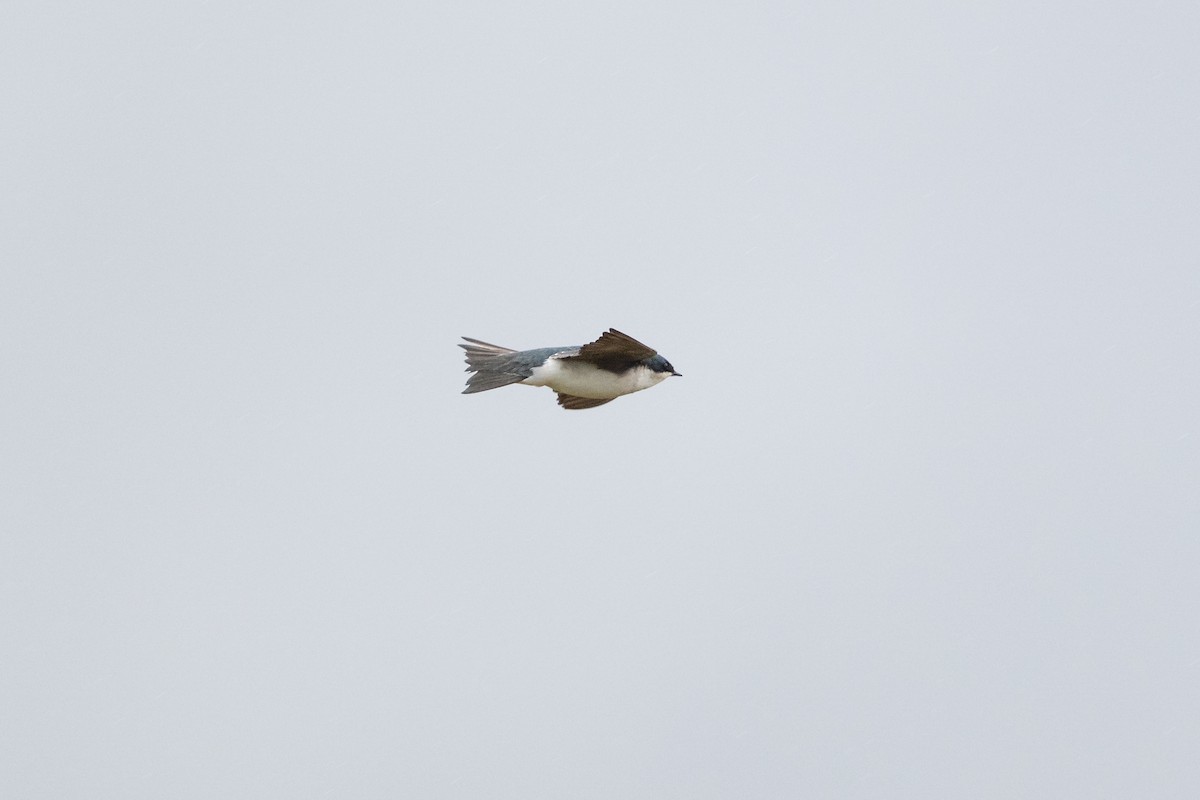 Tree Swallow - ML642014297