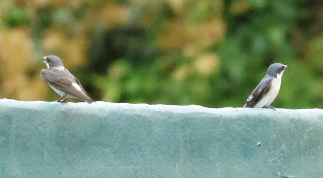 Mangrove Swallow - ML642014306