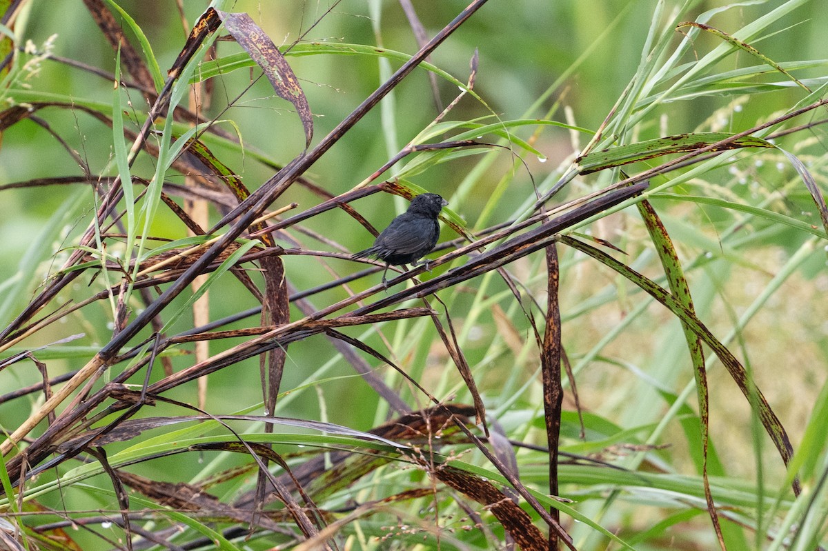 Blue-black Grassquit - ML642014320