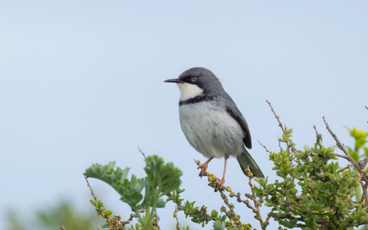 Bar-throated Apalis - ML642014328