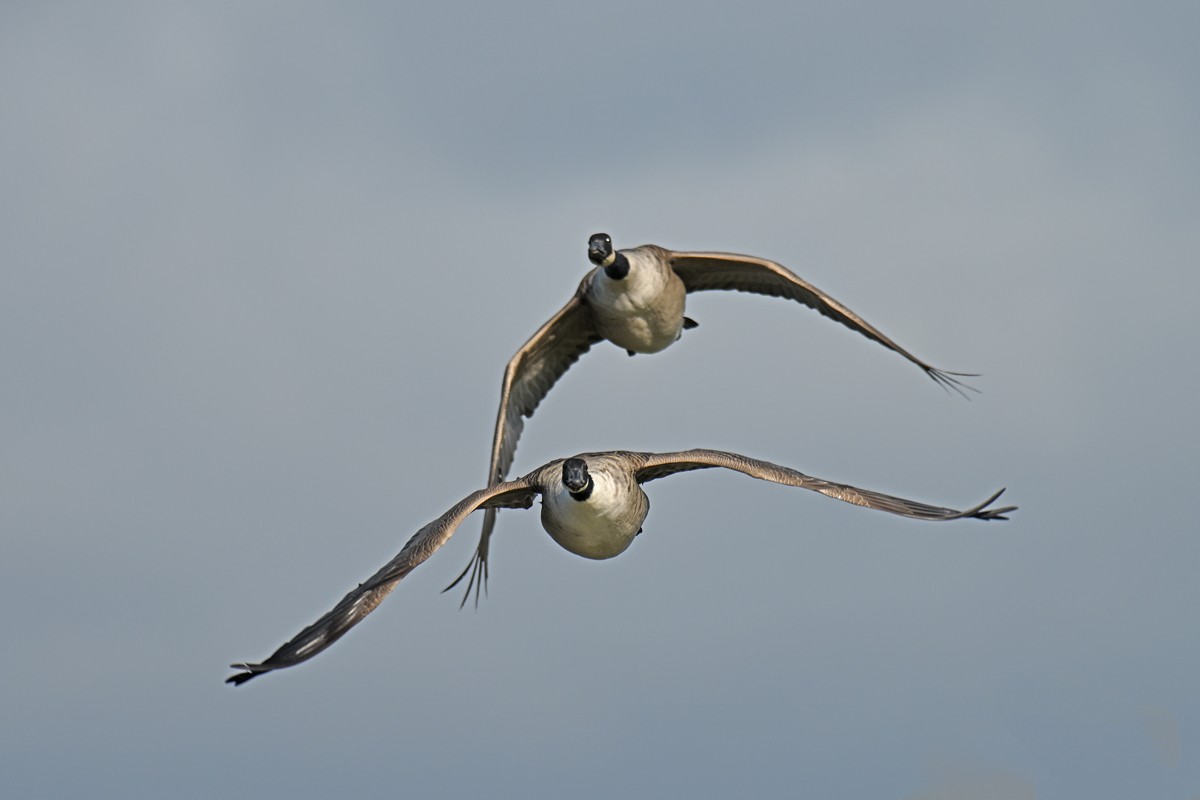 Canada Goose - ML642014345