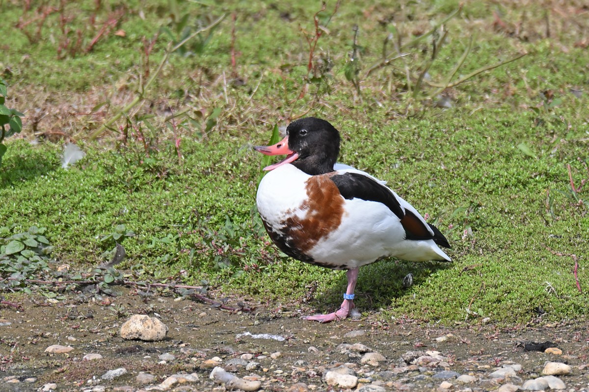 Common Shelduck - ML642014347