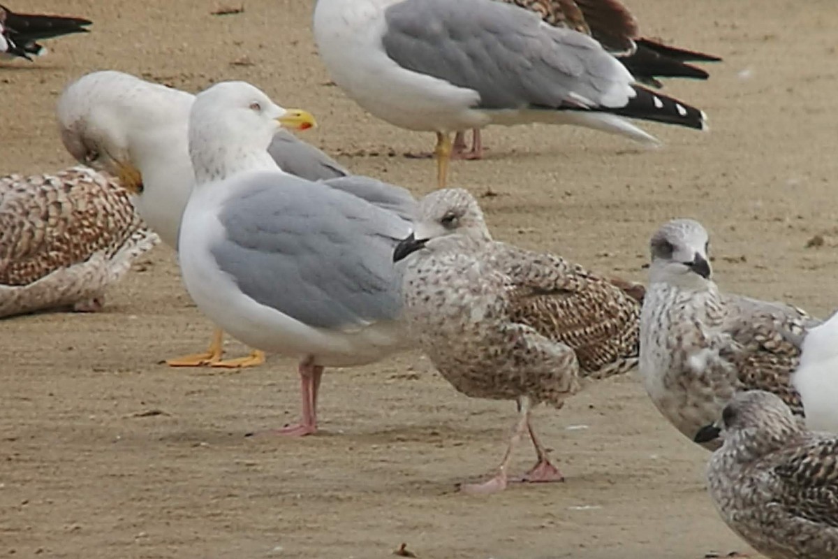 American Herring Gull - ML642014349