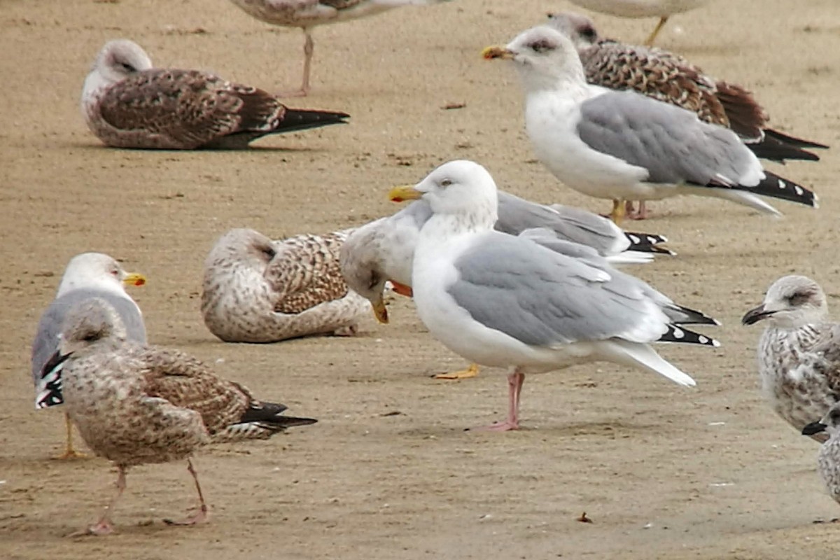 American Herring Gull - ML642014350