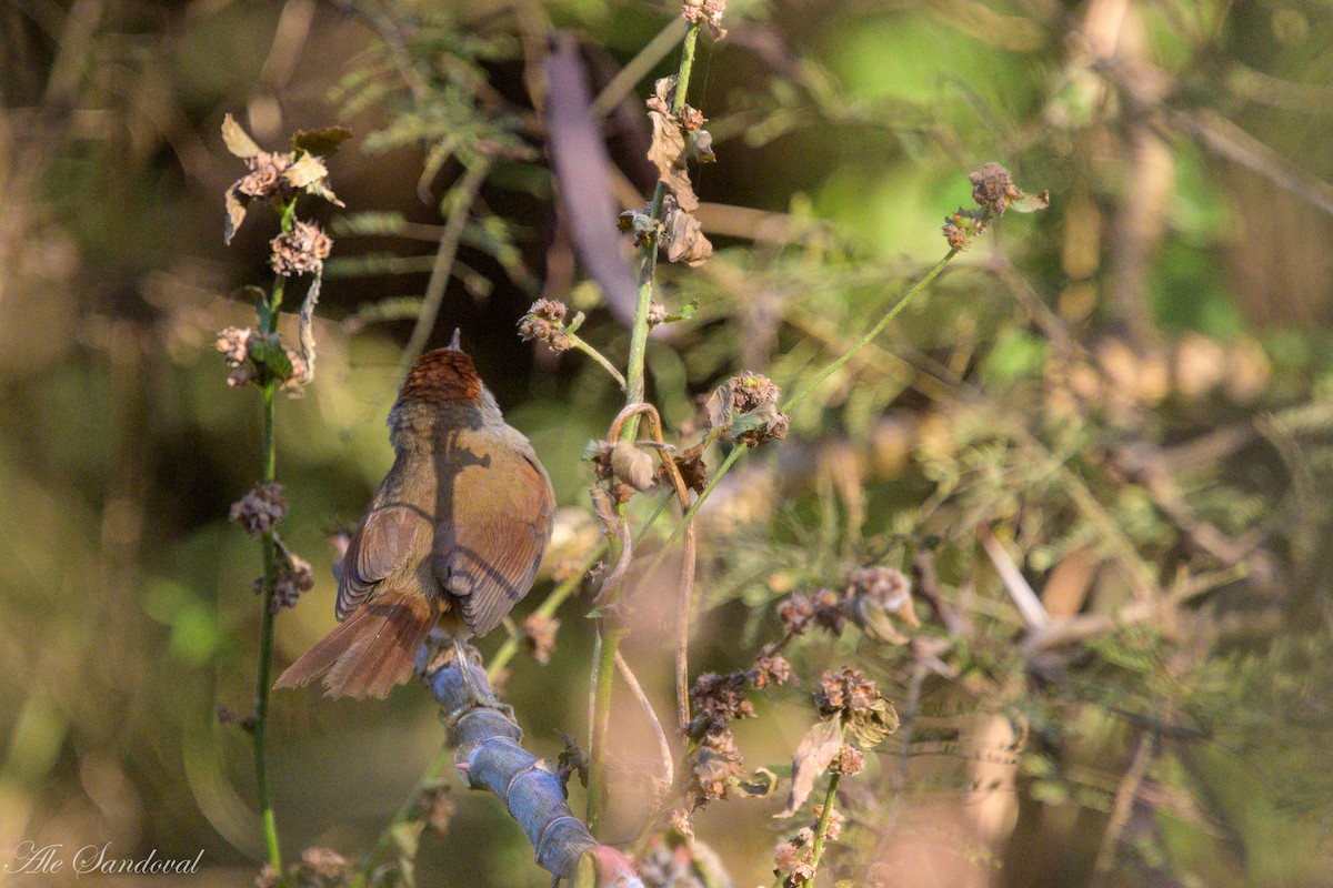 Sooty-fronted Spinetail - ML642014352
