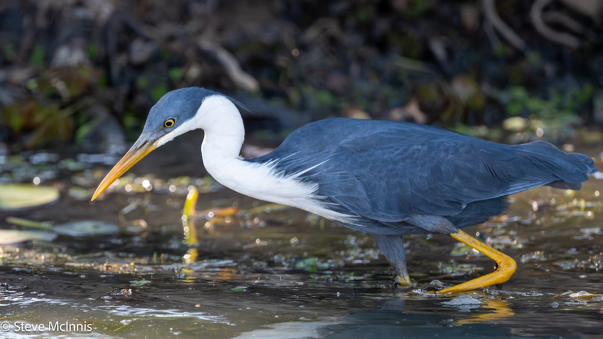 Pied Heron - ML642014355