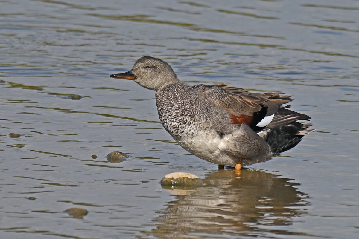 Gadwall - ML642014358