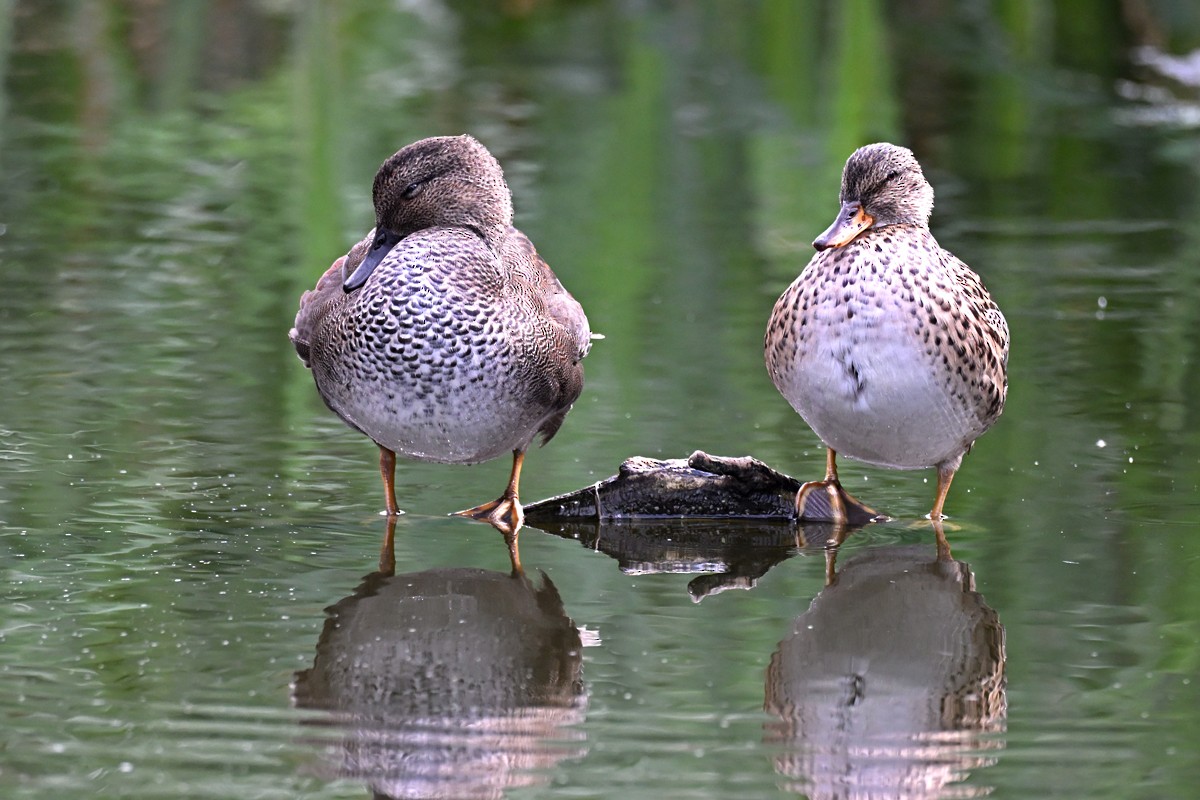 Gadwall - ML642014359
