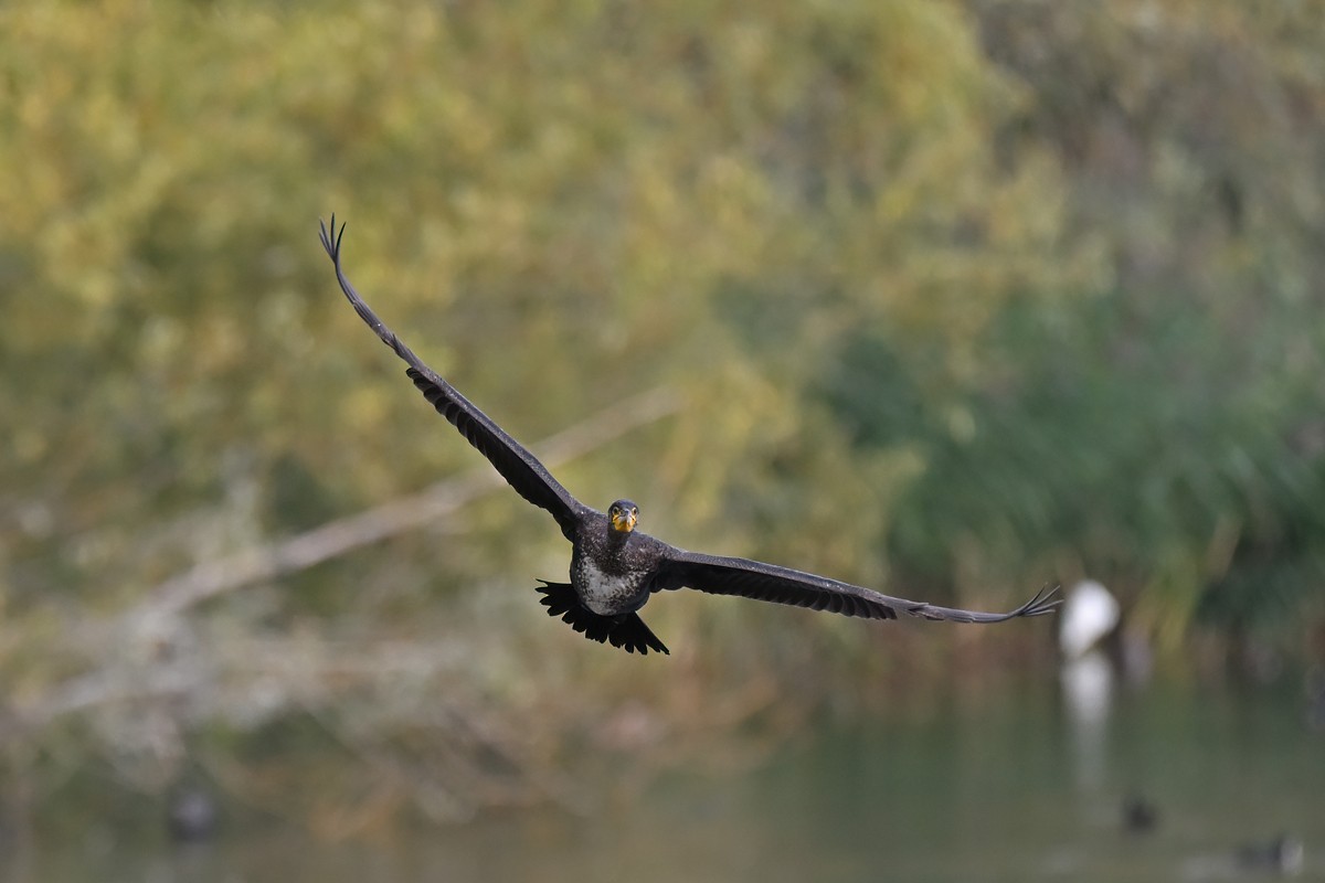 Great Cormorant - ML642014369